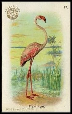 17 Flamingo